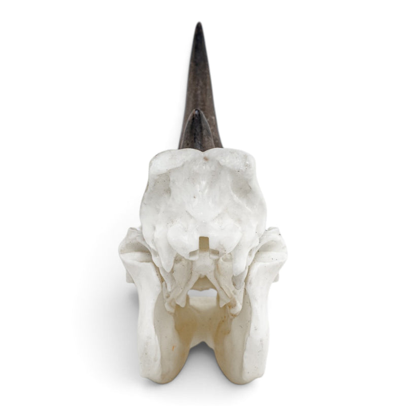 Replica Rhinoceros Skull Miniature - Impaired