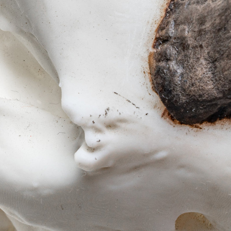 Replica Rhinoceros Skull Miniature - Impaired
