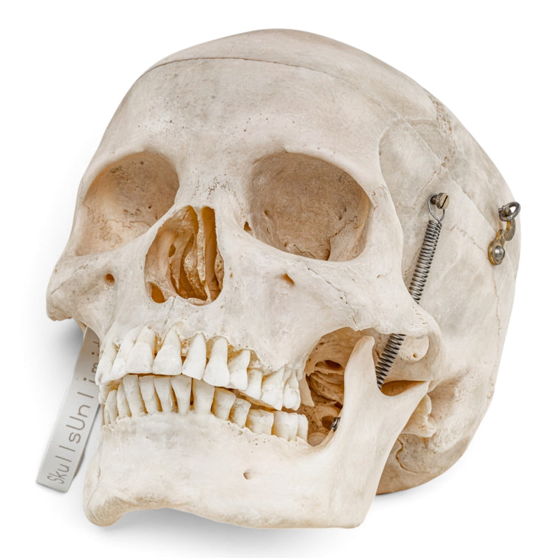 Real Human Skull