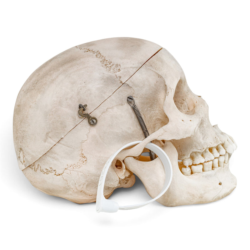 Real Human Skull