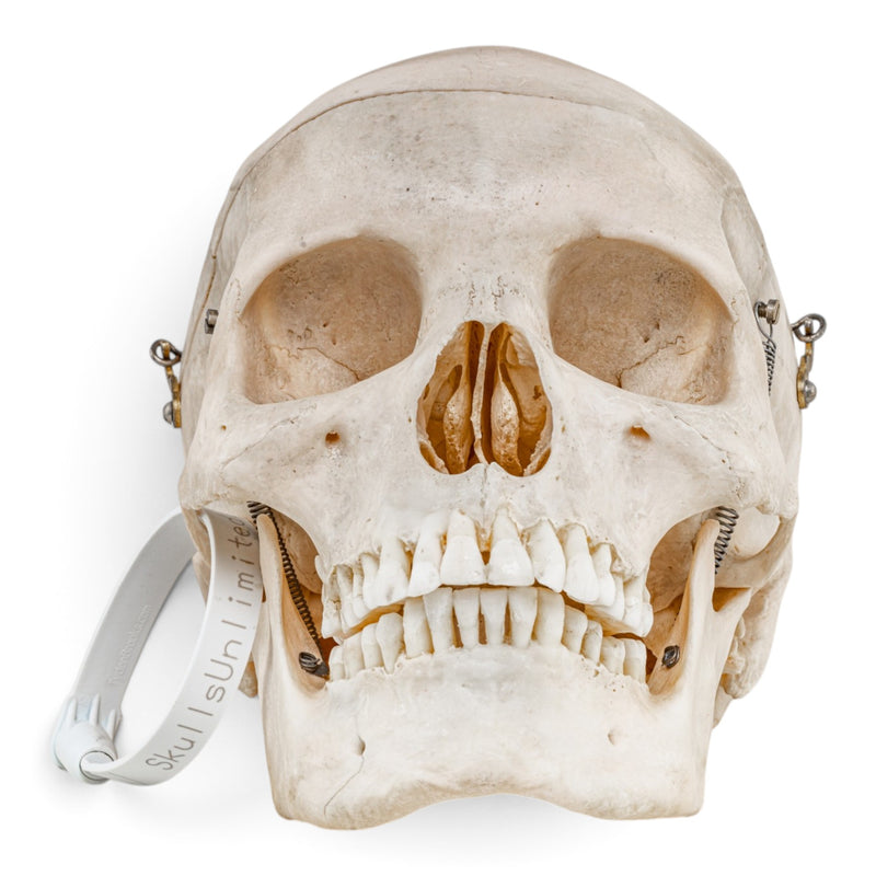 Real Human Skull