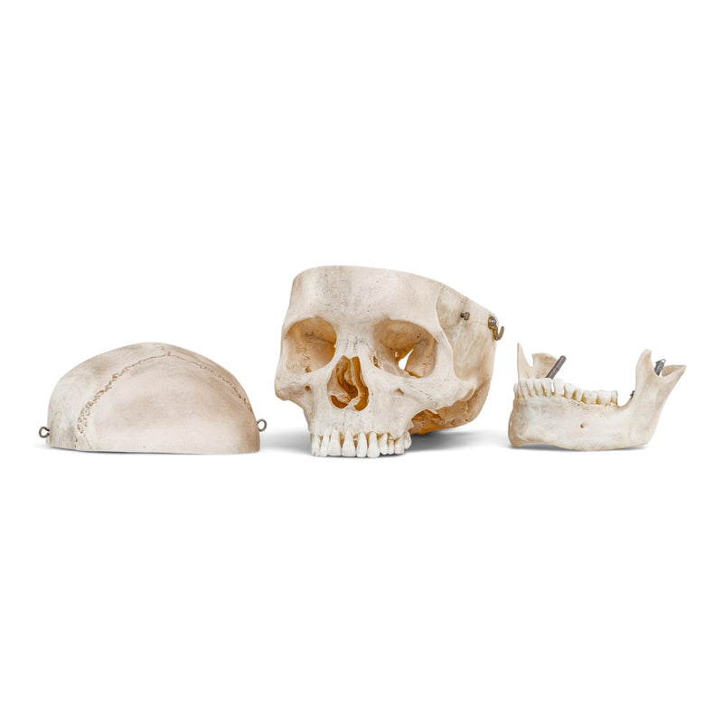 Real Human Skull