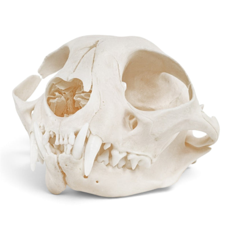 Real Domestic Cat - Siamese Skull