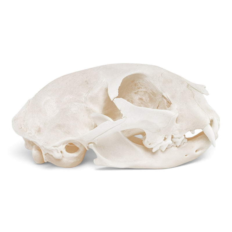 Real Domestic Cat - Siamese Skull