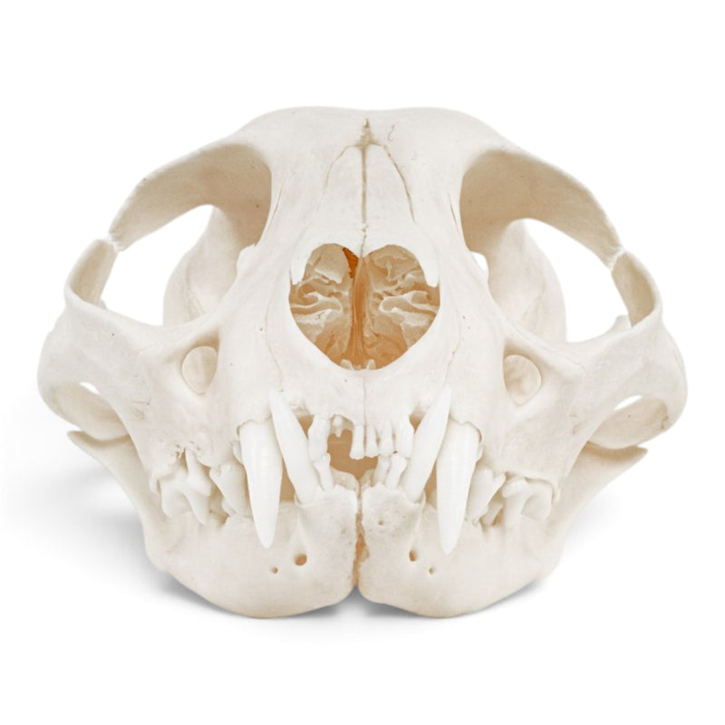 Real Domestic Cat - Siamese Skull