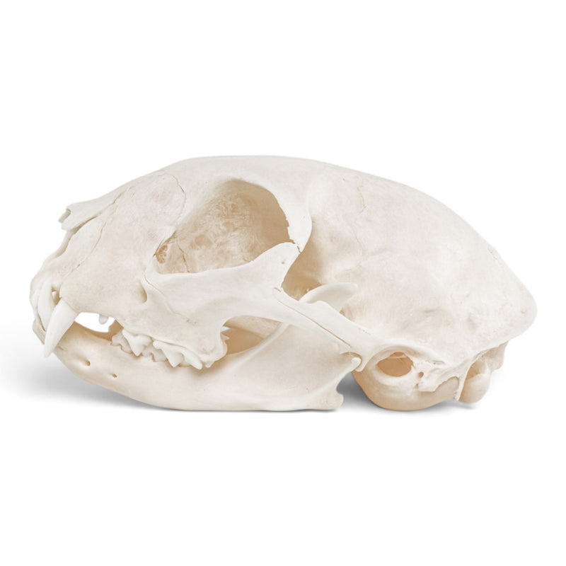 Real Domestic Cat - Siamese Skull