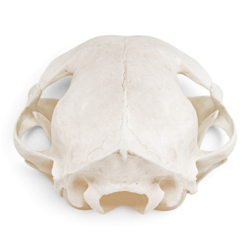 Real Domestic Cat - Siamese Skull