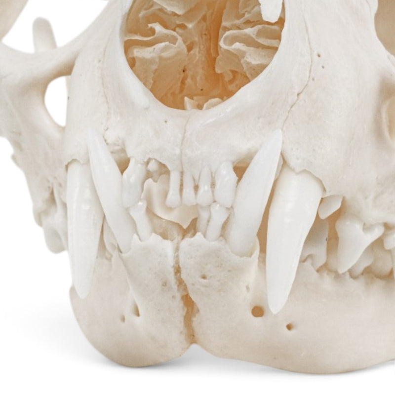Real Domestic Cat - Siamese Skull