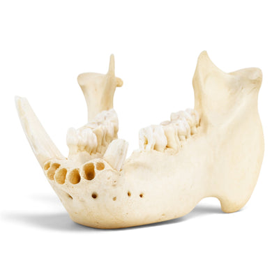 Real Peccary Mandible