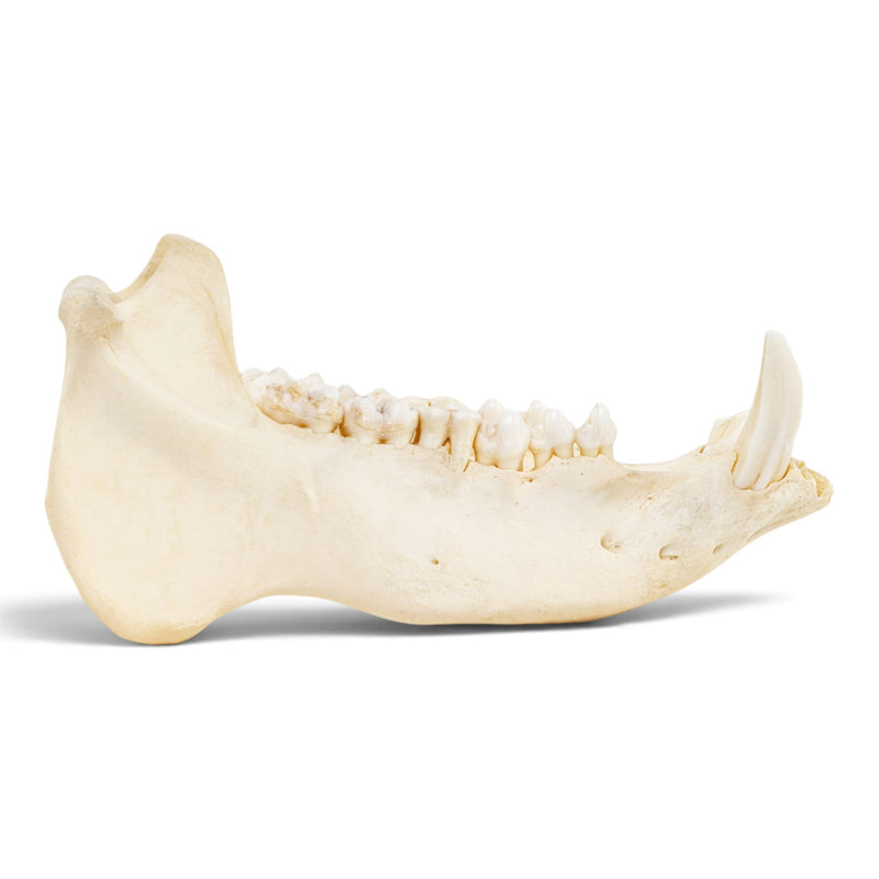 Real Peccary Mandible