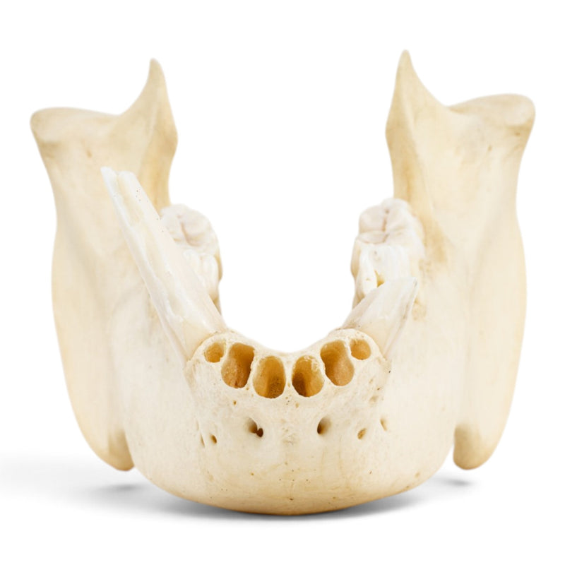 Real Peccary Mandible