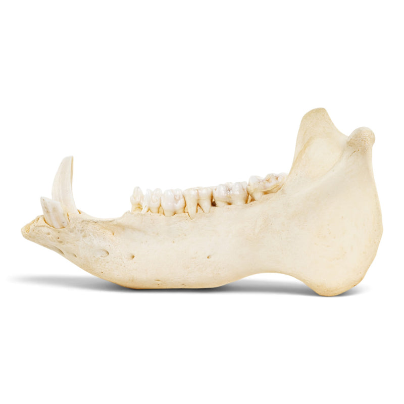 Real Peccary Mandible