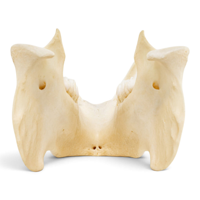 Real Peccary Mandible