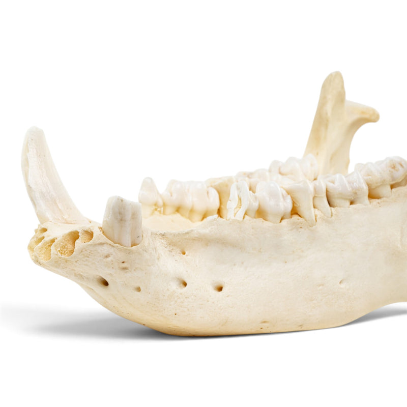 Real Peccary Mandible