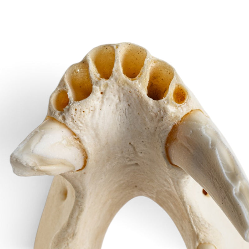 Real Peccary Mandible