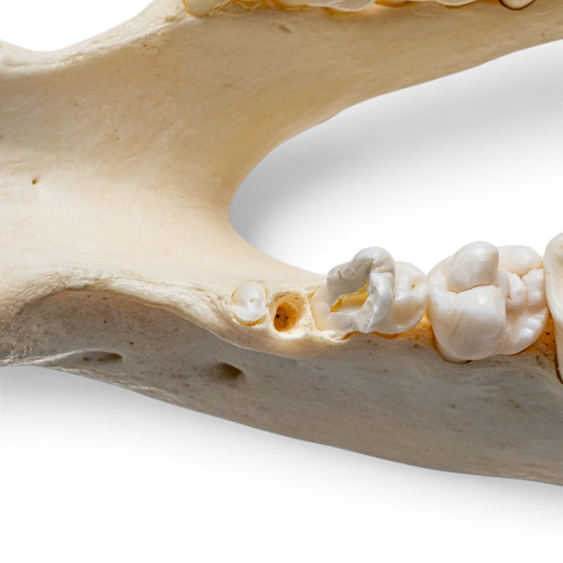 Real Peccary Mandible