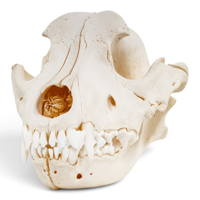 Real Domestic Dog Skull - Pathology