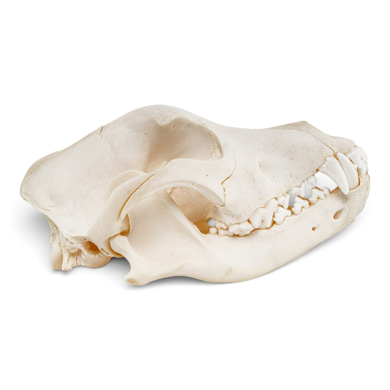 Real Domestic Dog Skull - Pathology