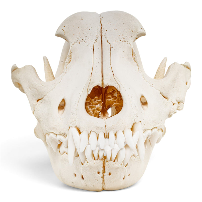 Real Domestic Dog Skull - Pathology