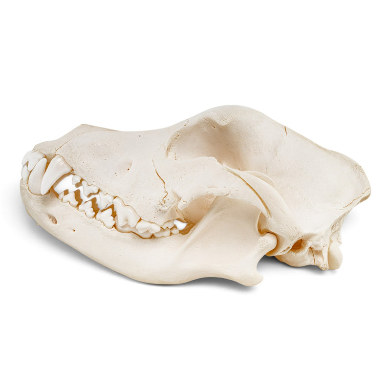 Real Domestic Dog Skull - Pathology