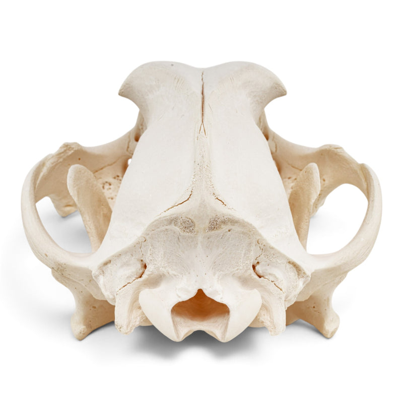 Real Domestic Dog Skull - Pathology