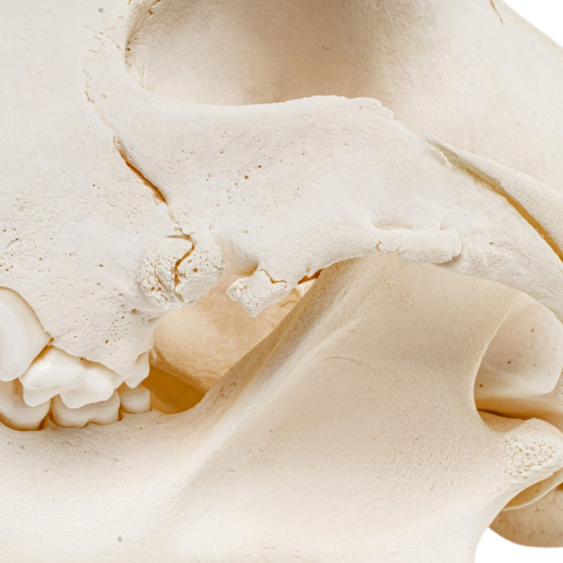 Real Domestic Dog Skull - Pathology