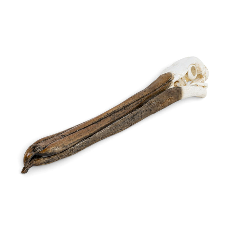 Replica Brown Pelican Skull