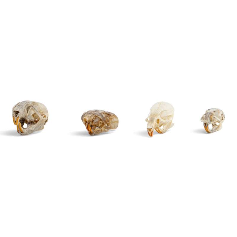 Real Rat Skull Set