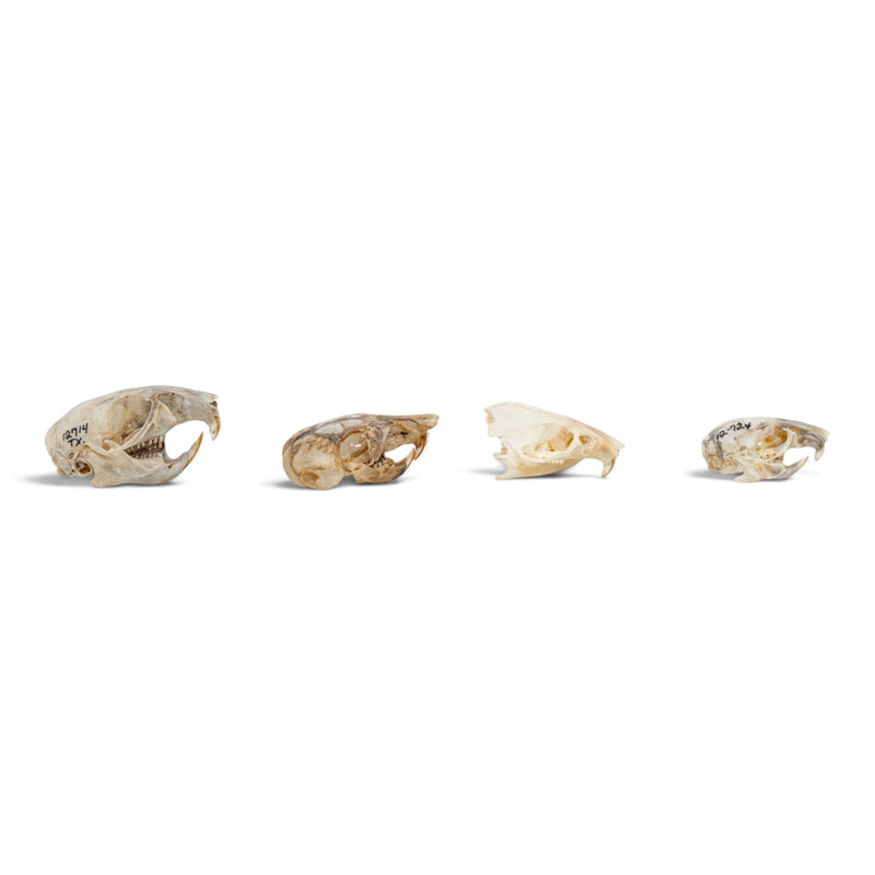 Real Rat Skull Set