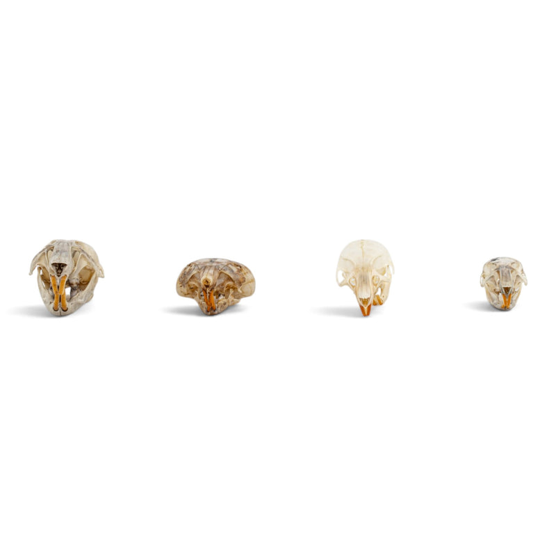 Real Rat Skull Set