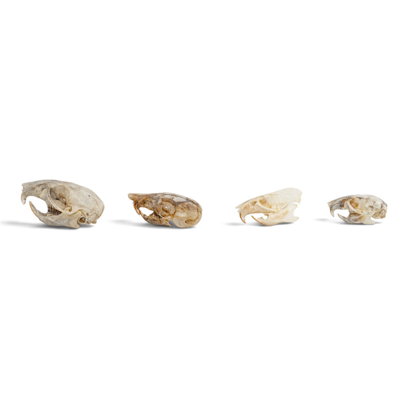 Real Rat Skull Set