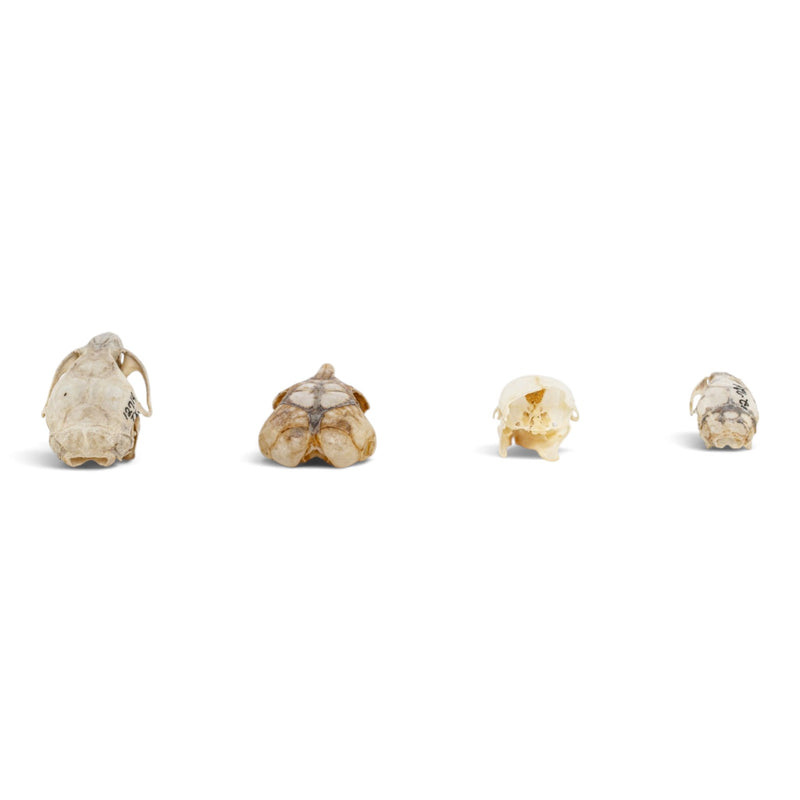 Real Rat Skull Set