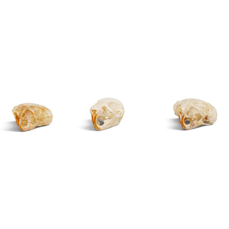 Real Rat Skull Set