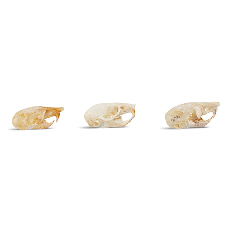 Real Rat Skull Set