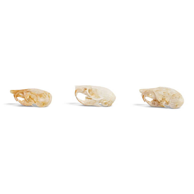 Real Rat Skull Set