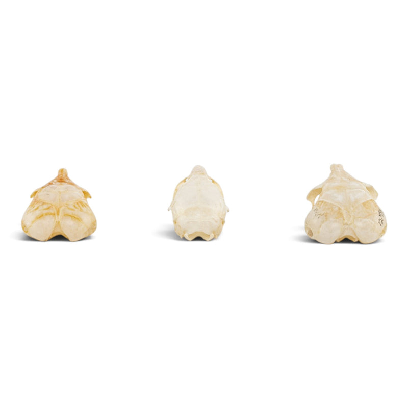 Real Rat Skull Set