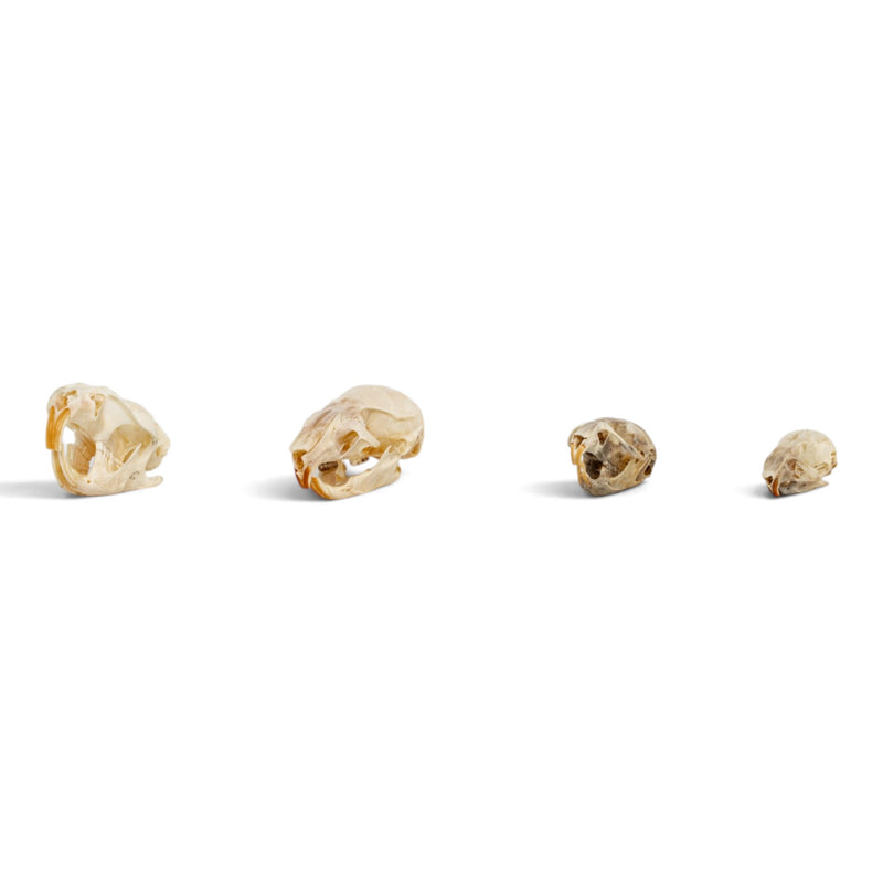 Real Rodent Skull Set