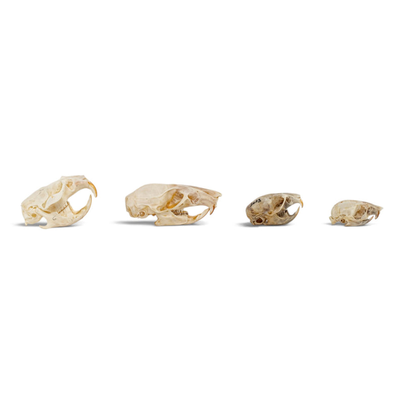 Real Rodent Skull Set