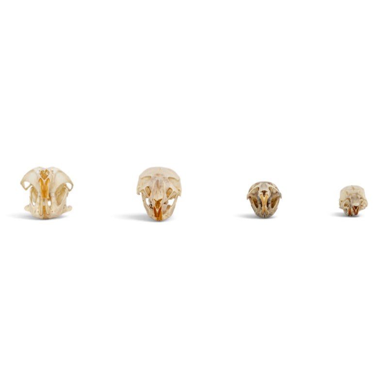Real Rodent Skull Set