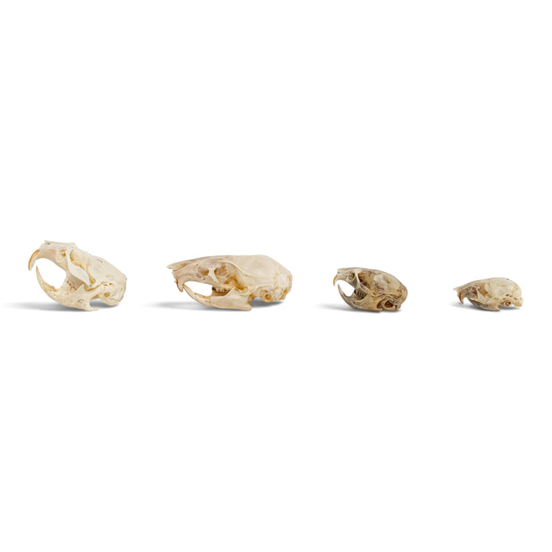 Real Rodent Skull Set