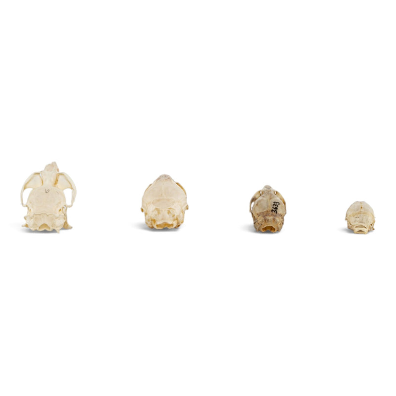 Real Rodent Skull Set