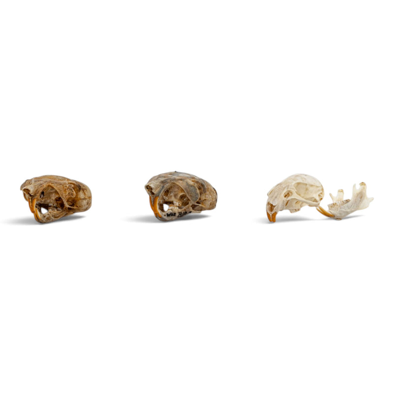 Real Rat Skull Set