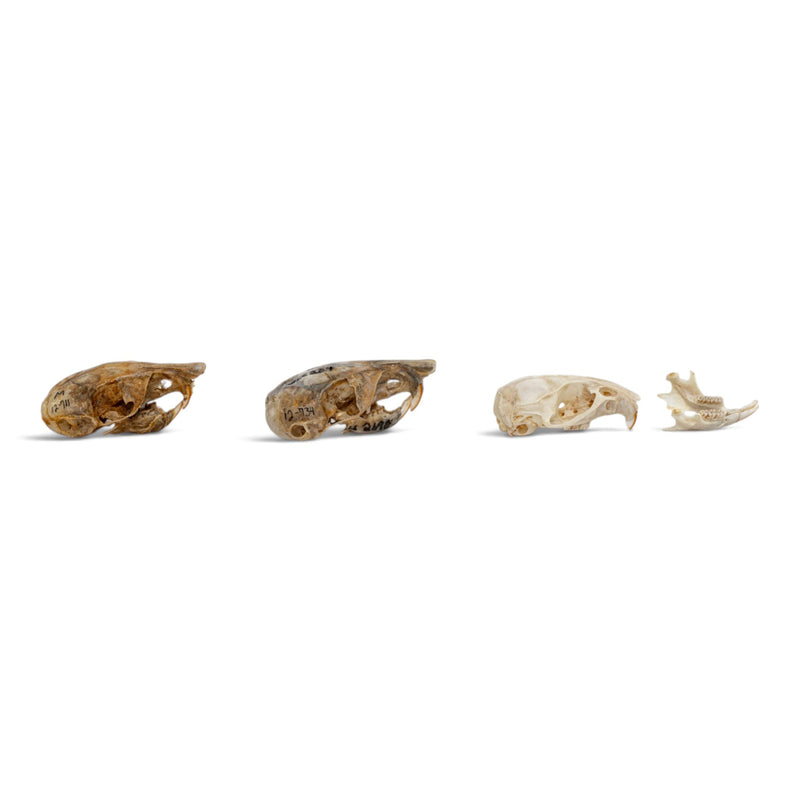 Real Rat Skull Set