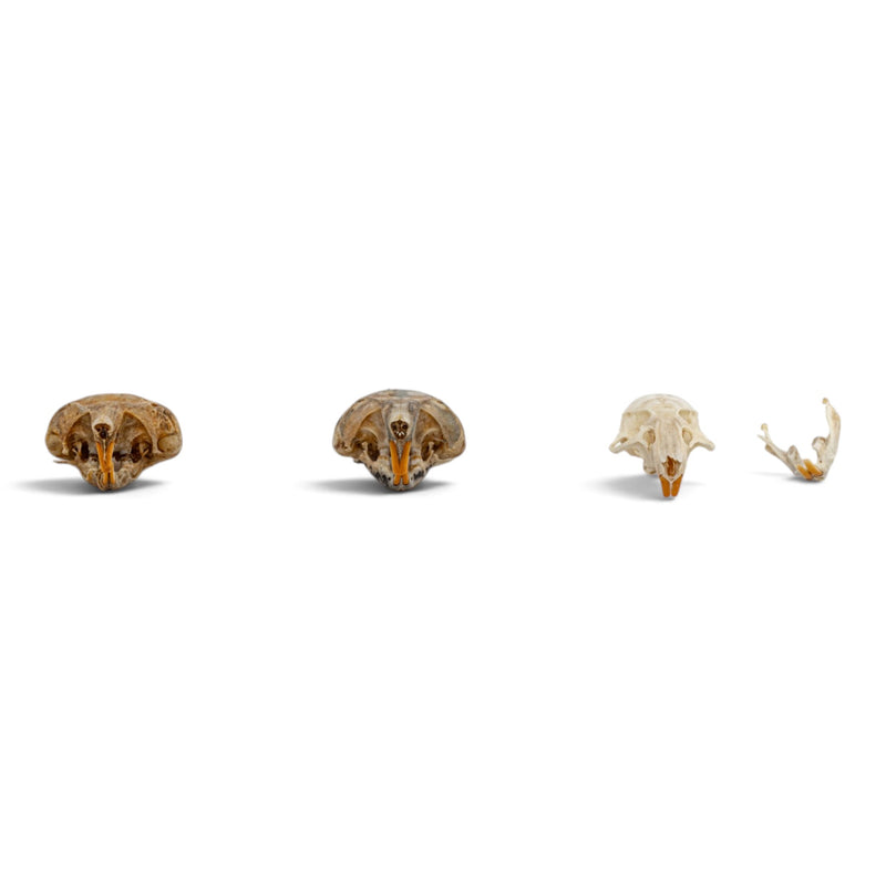 Real Rat Skull Set