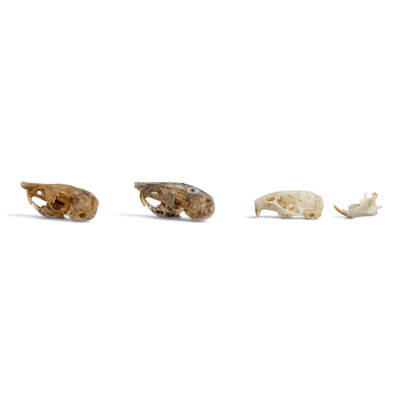 Real Rat Skull Set