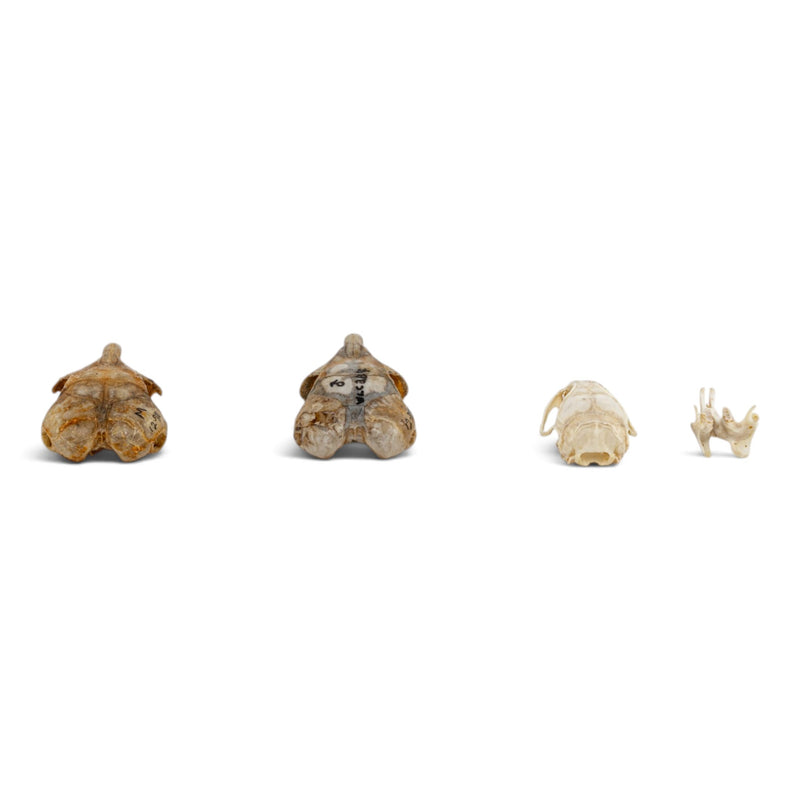 Real Rat Skull Set
