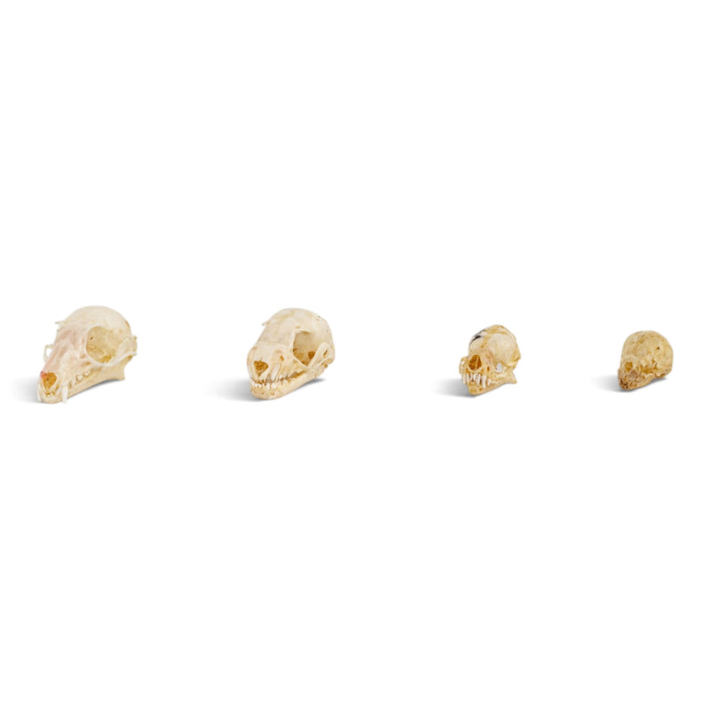 Real Bat Skull Set