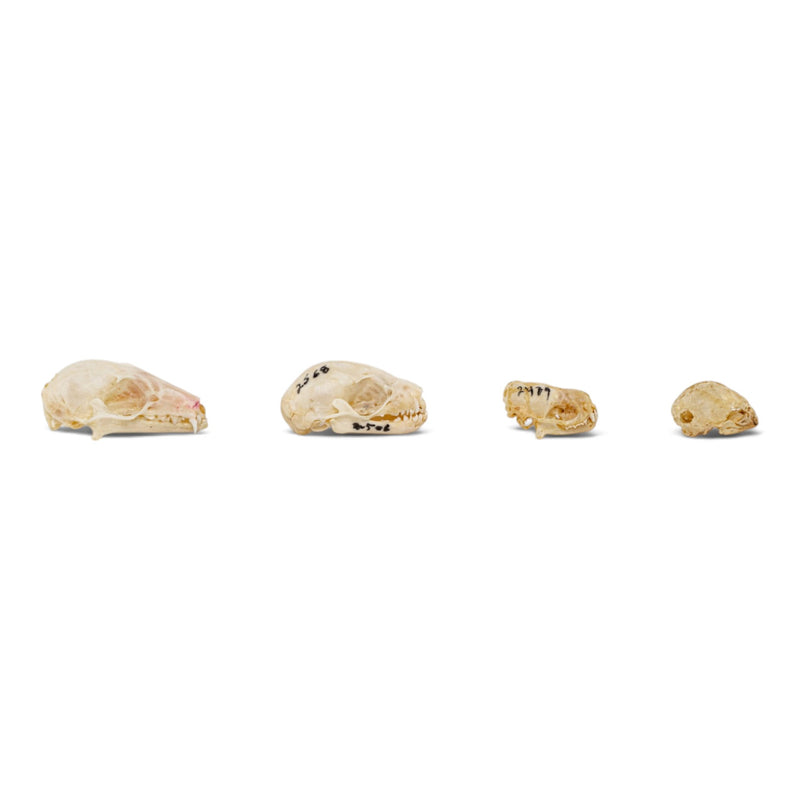 Real Bat Skull Set