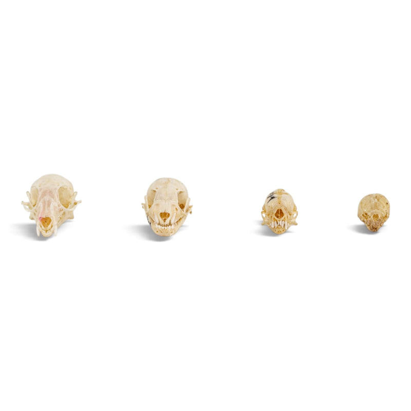 Real Bat Skull Set