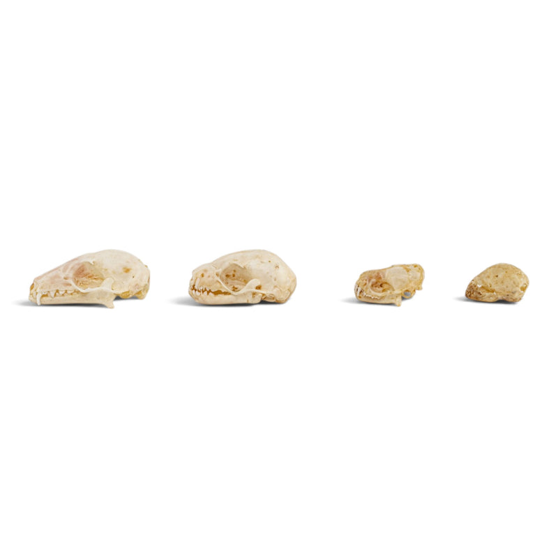 Real Bat Skull Set